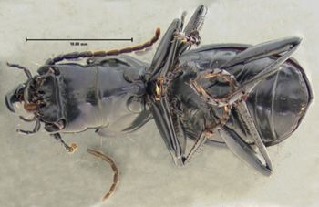 Media type: image;   Entomology 30363 Aspect: habitus ventral view